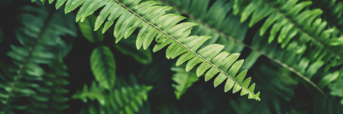 ferns growing in gcd backyard