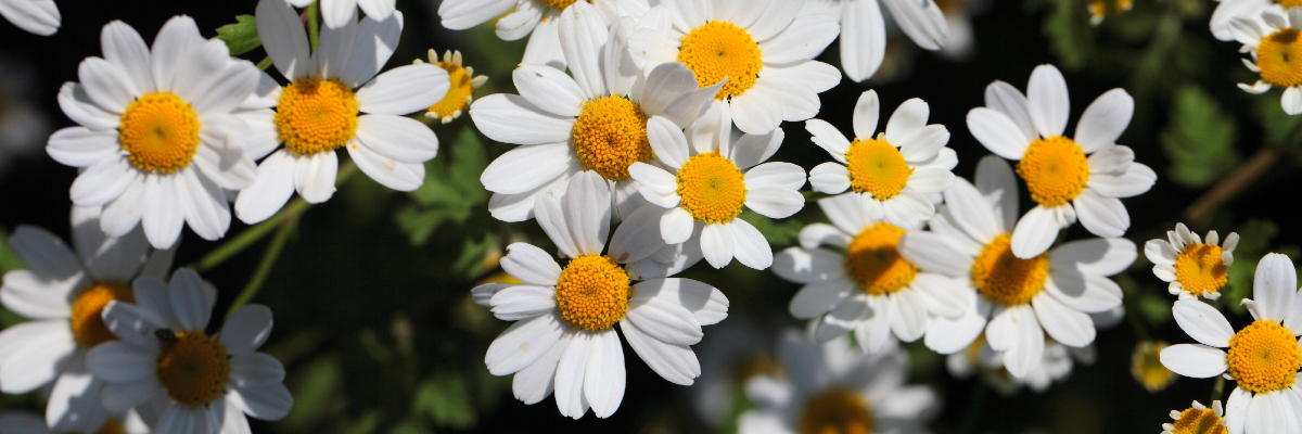spring flowers blooming in meadow