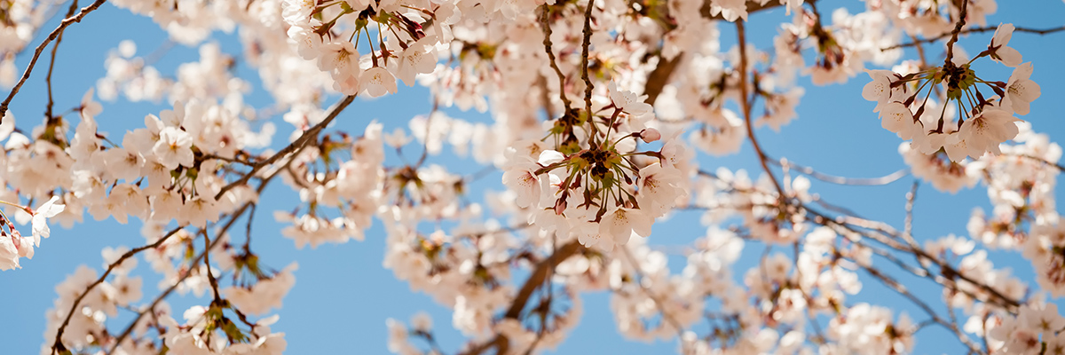 cherry blossoms in park city