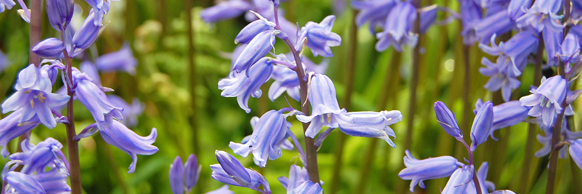 bluebell flowers in the mountains of park city utah