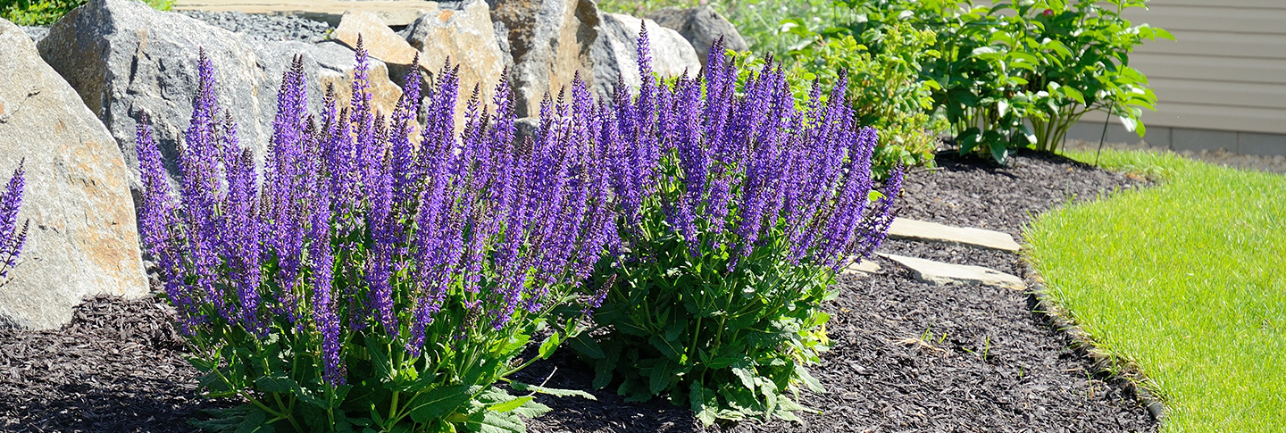 front yard of luxury townhome