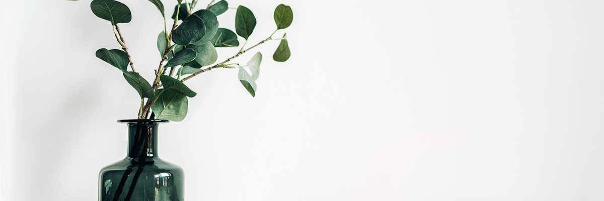 Spring cleaning - plant against white wall