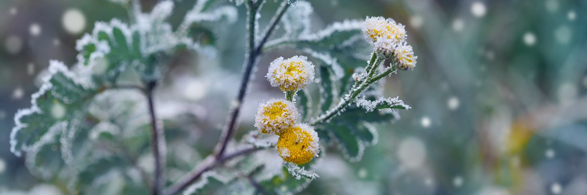 Flower with ice on it