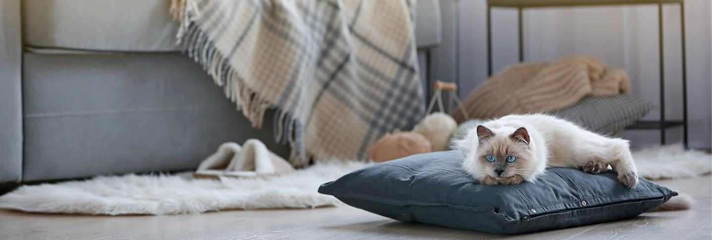 Cat laying on a pillow on floor